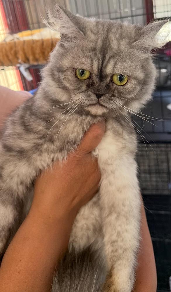 Amun, a Adoptable Persian in Vienna , VA image 3/4