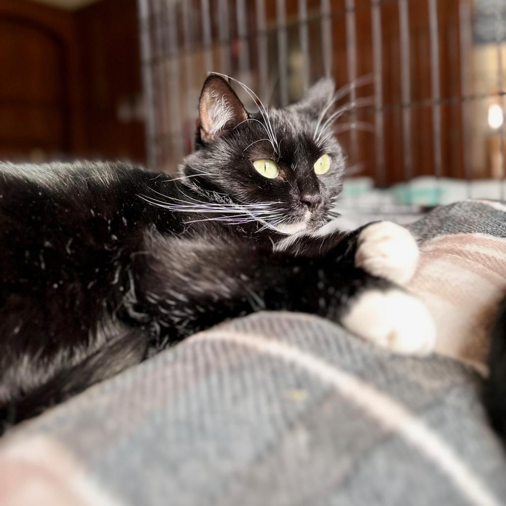 Frannie, Adoptable, Senior Female Domestic Short Hair.