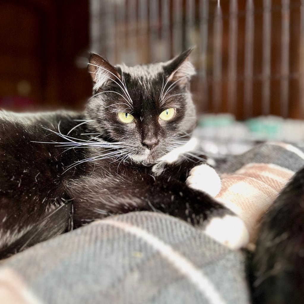 Frannie, a Adoptable Domestic Short Hair in Middletown, NY image 3/6