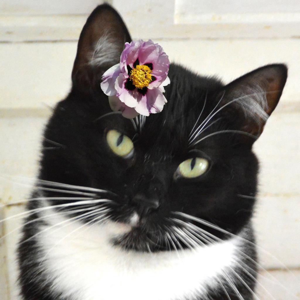 Frannie, a Adoptable Domestic Short Hair in Middletown, NY image 5/6