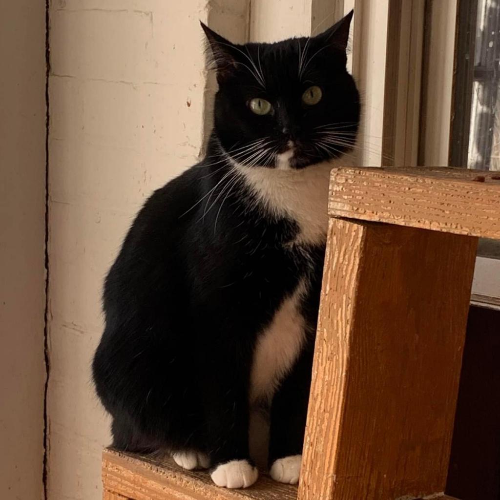 Frannie, a Adoptable Domestic Short Hair in Middletown, NY image 6/6