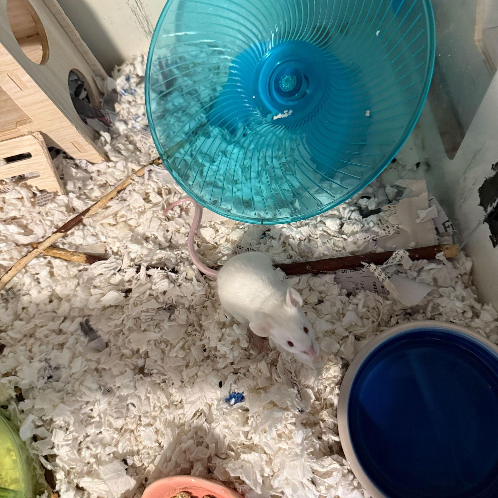 The Snack Mice, Adoptable, Adult Female Mouse.