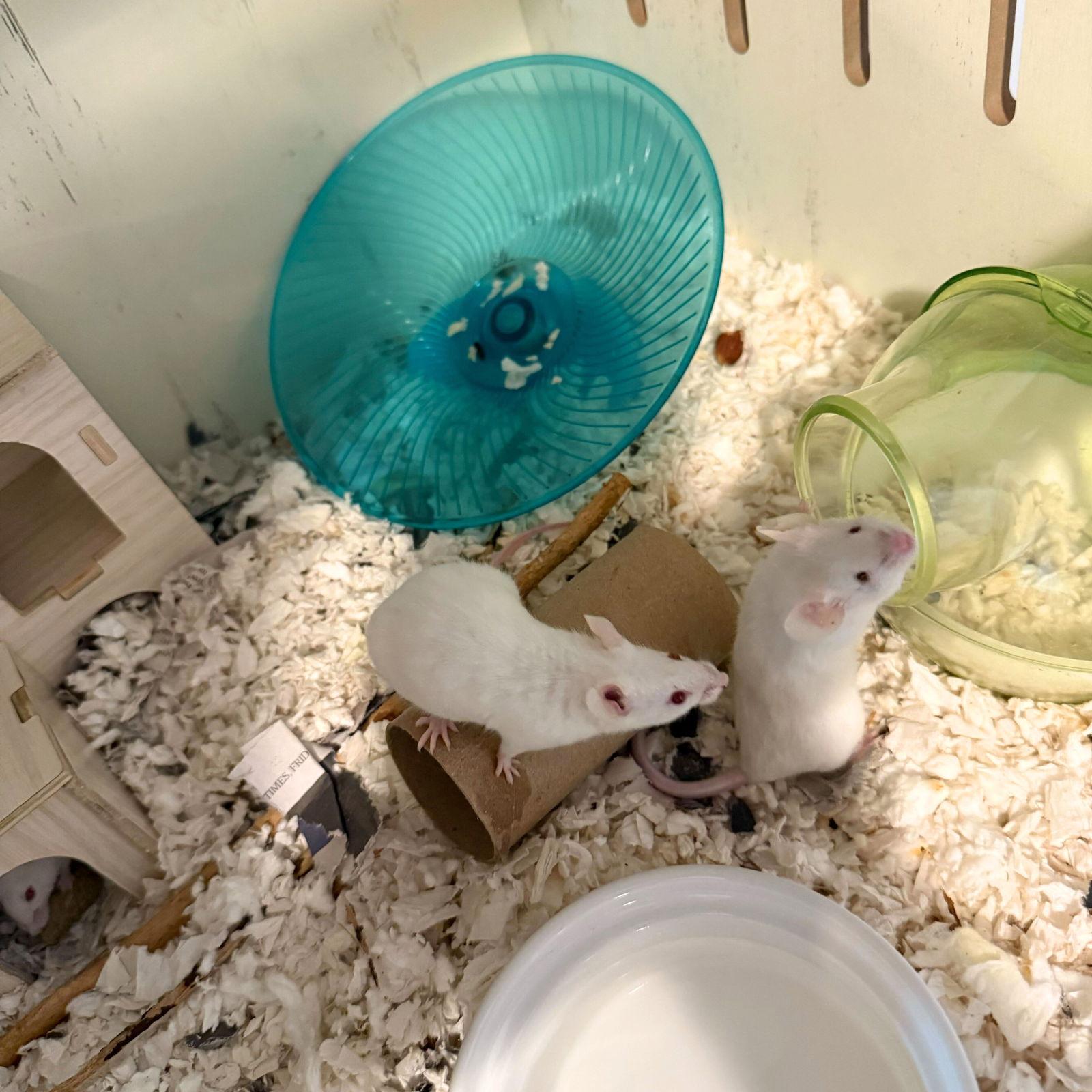 The Snack Mice, a Adoptable Mouse in Brooklyn, NY image 2/3
