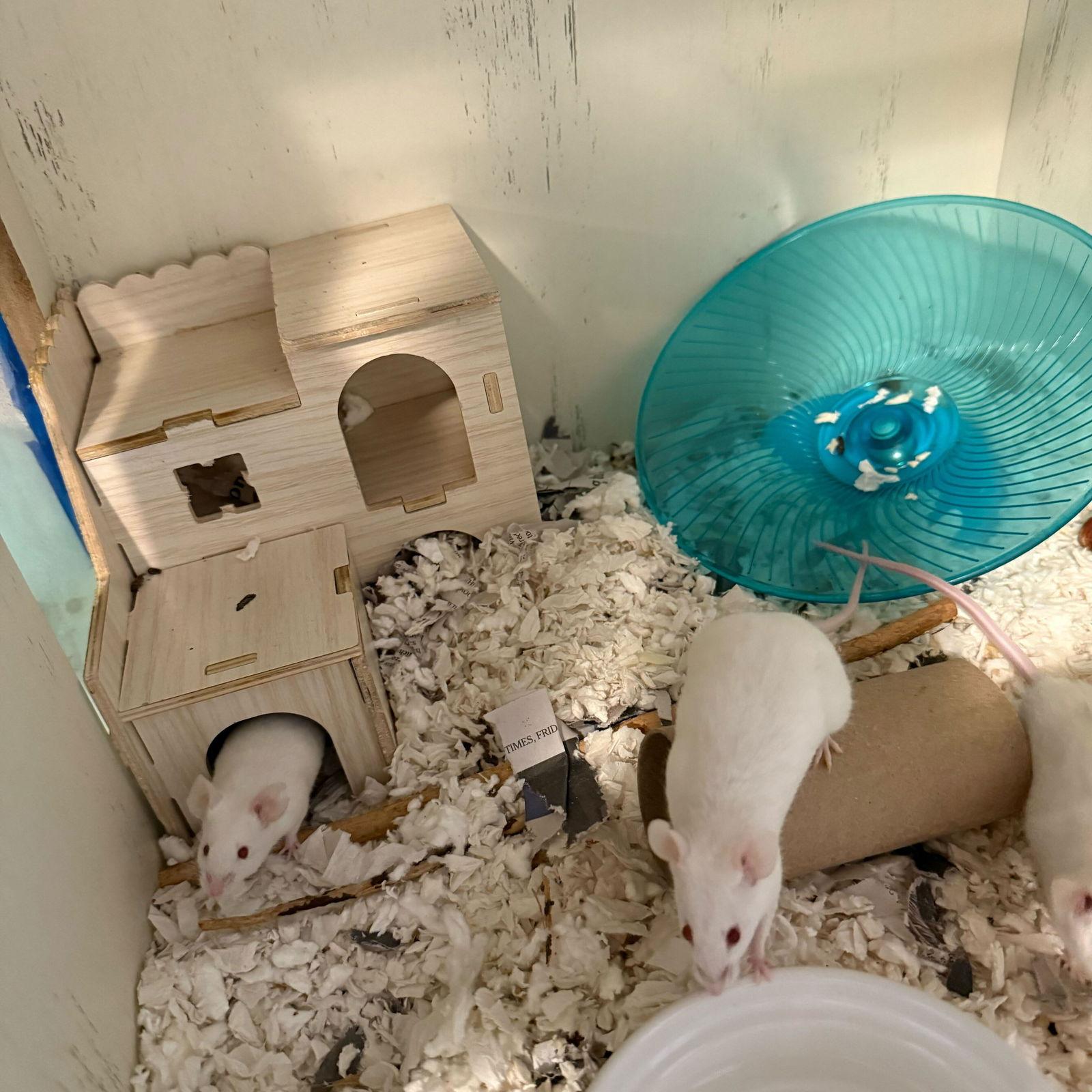 The Snack Mice, Adoptable, Adult Female Mouse.