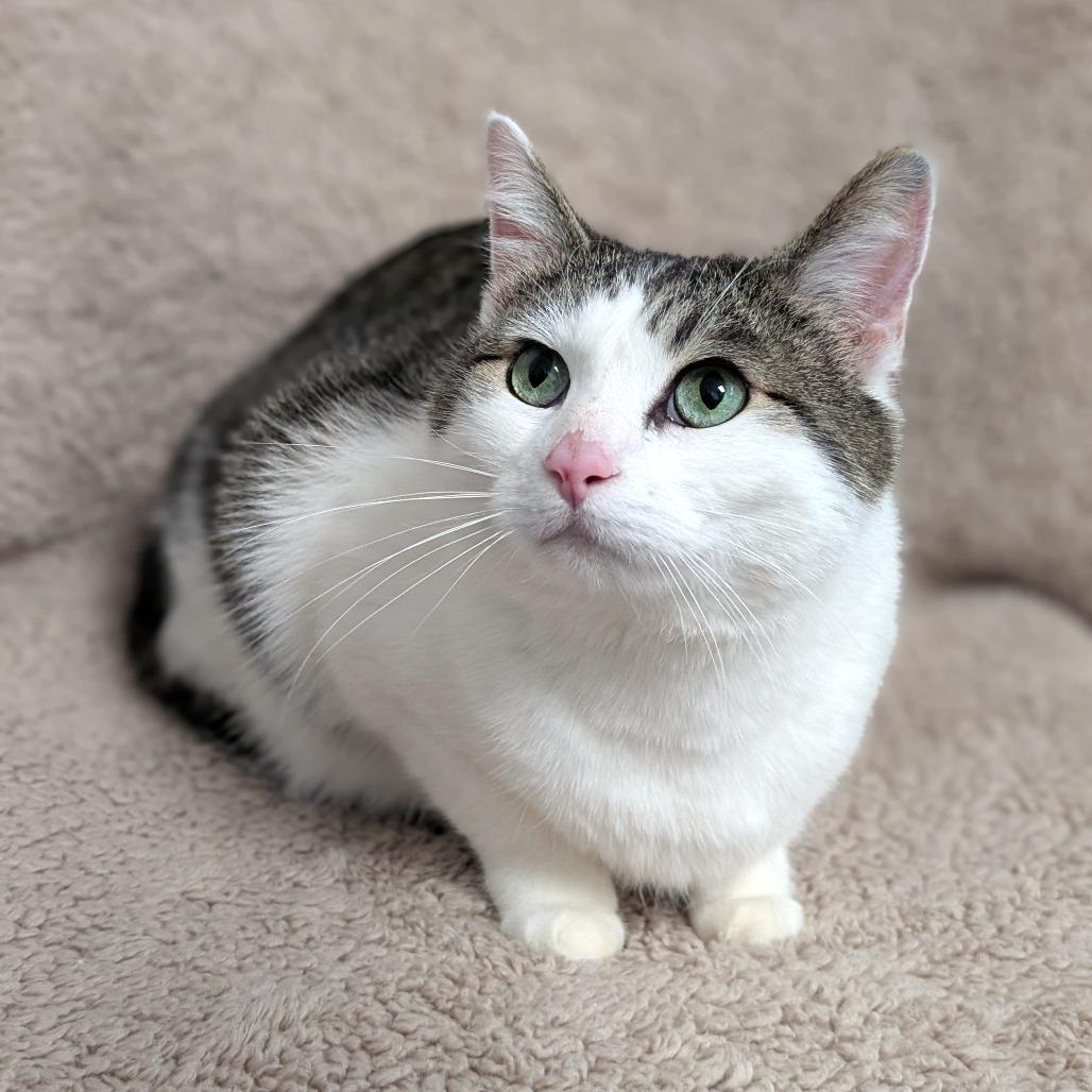 Enlarge Hershey, a Adoptable mixed breed in Brookfield, WI image 1/1