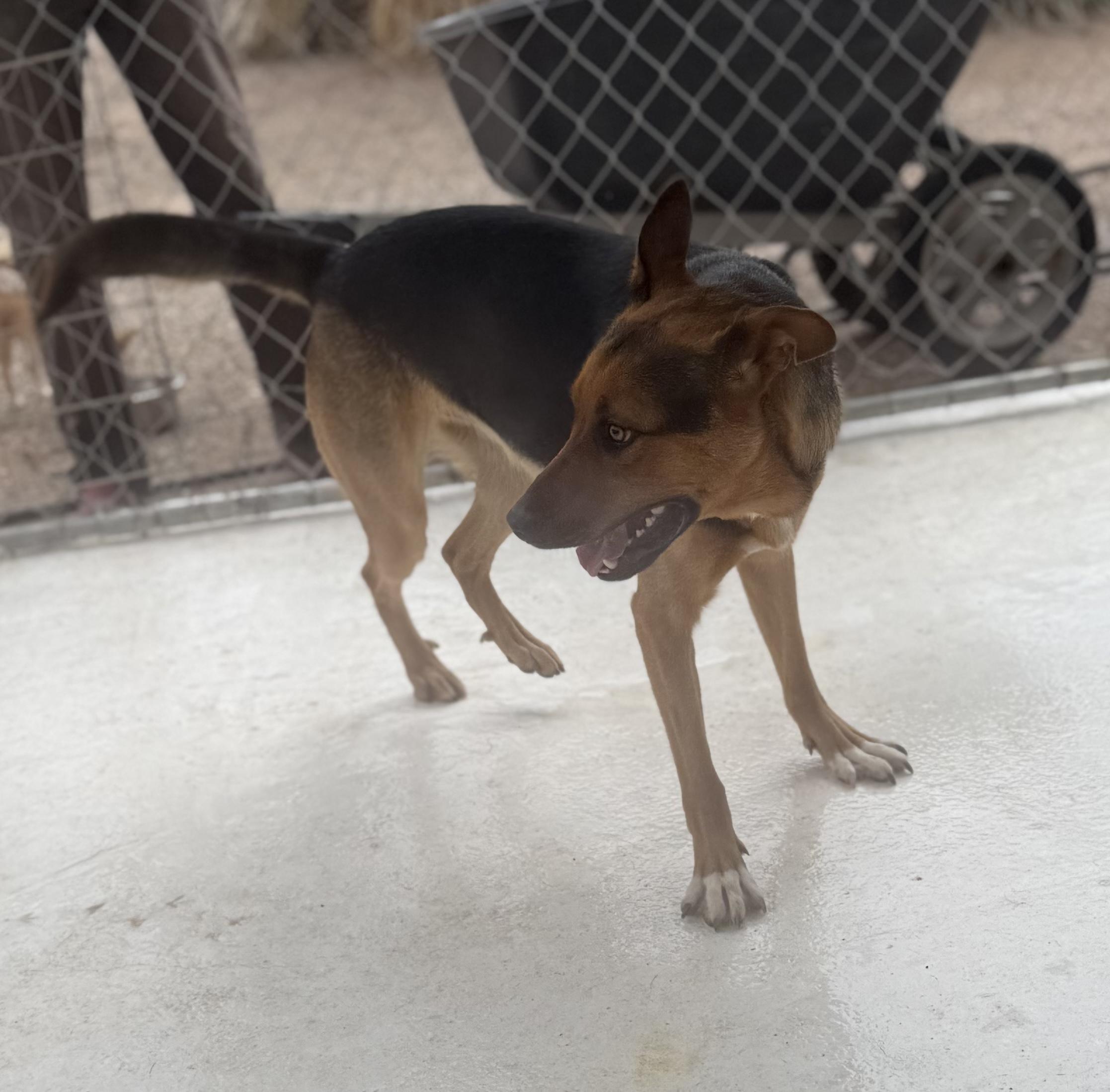 Cosmo, Adoptable, Young Male German Shepherd Dog.