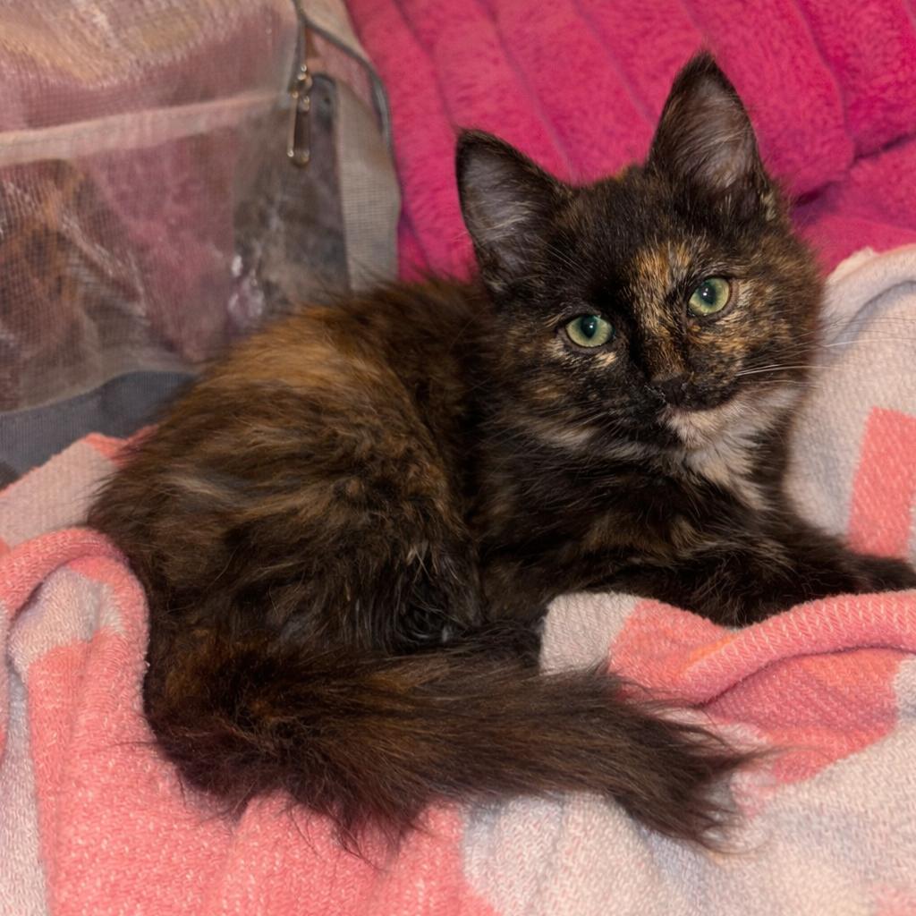 Enlarge Crystal, a Adoptable Domestic Medium Hair in Tucson, AZ image 1/1