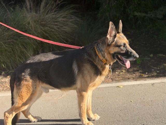 Franco, Adopted, Adult Male German Shepherd Dog.