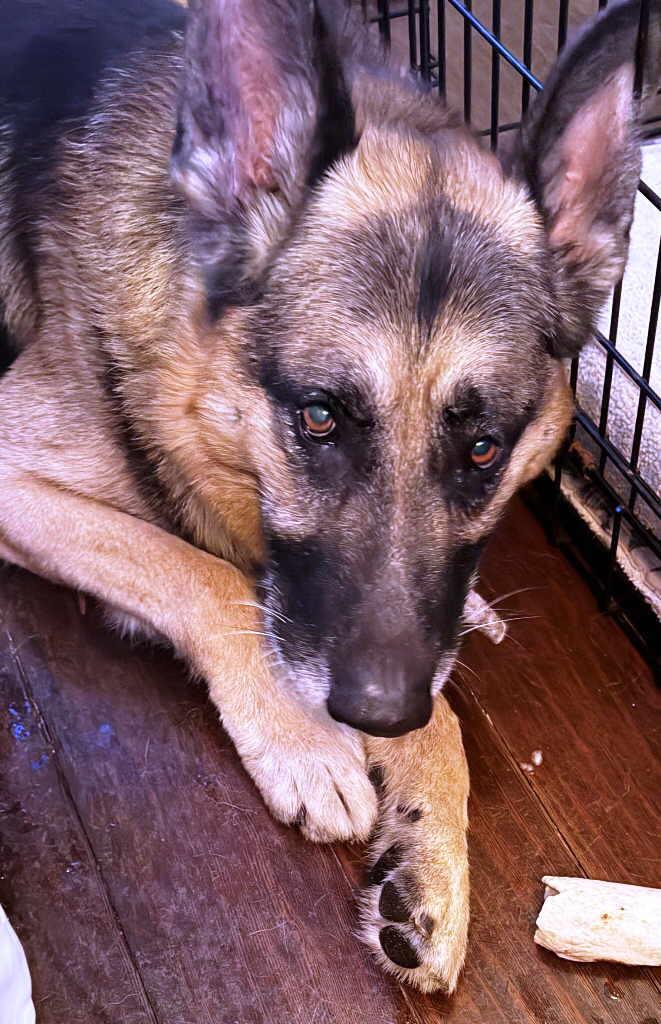 Enlarge Franco, a Adopted German Shepherd Dog in Pleasant Grove, CA image 2/3