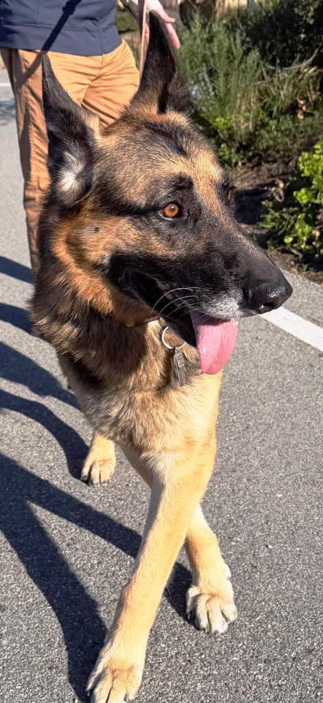 Enlarge Franco, a Adopted German Shepherd Dog in Pleasant Grove, CA image 3/3