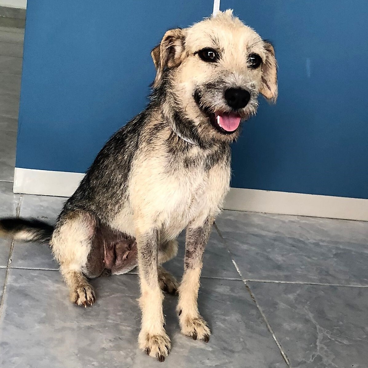 Fiona, Adopted, Young Female Wirehaired Terrier.