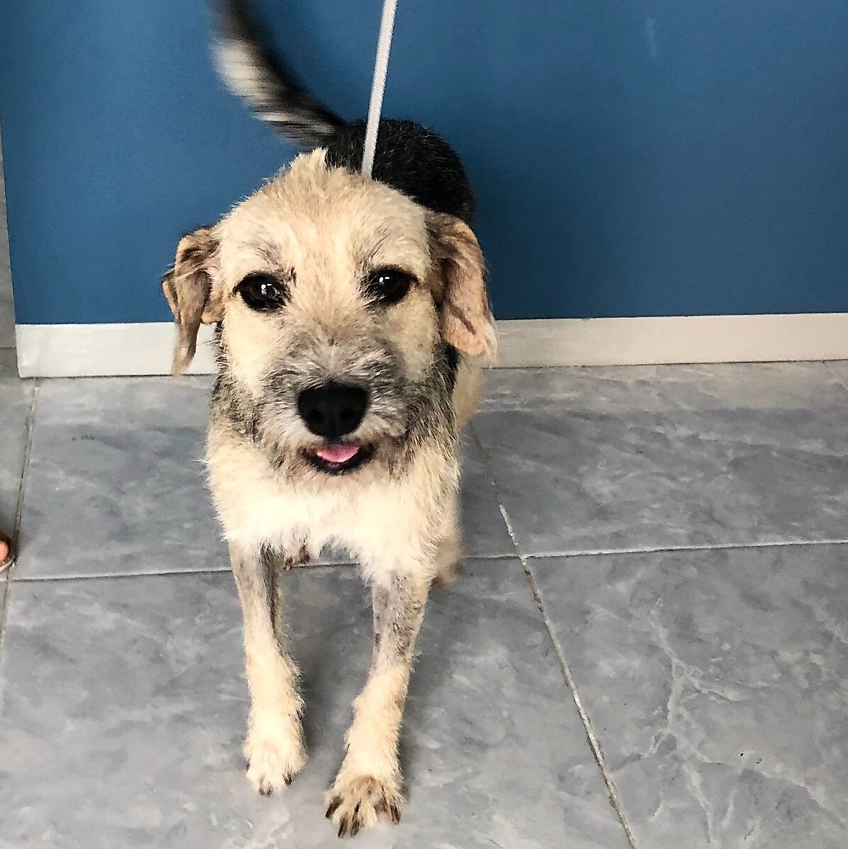 Enlarge Fiona, a Adopted Wirehaired Terrier in Incline Village, NV image 2/4