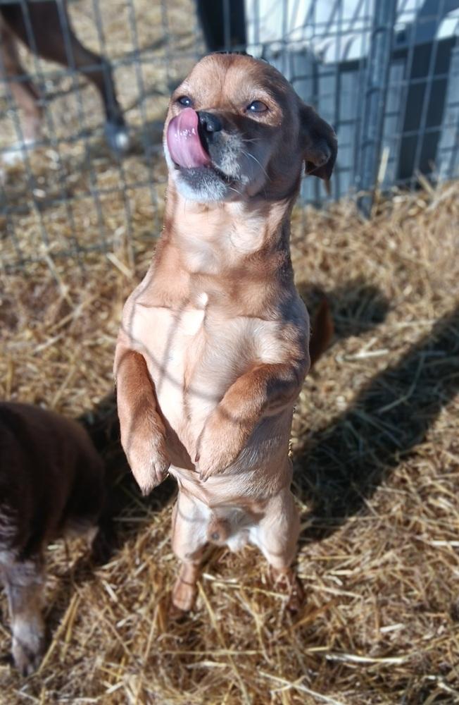 Butterball, Adoptable, Senior Male Dachshund & Chihuahua.