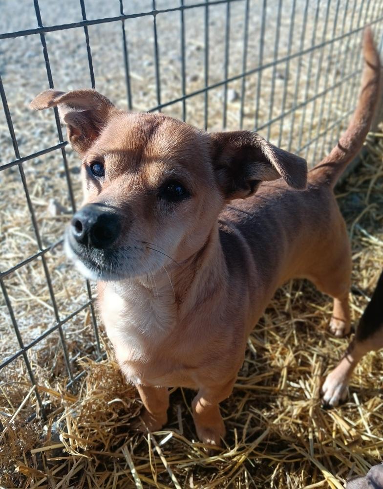 Enlarge Butterball, a Adoptable mixed breed in Challis, ID image 4/6