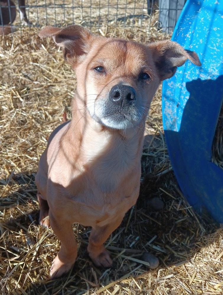 Enlarge Butterball, a Adoptable mixed breed in Challis, ID image 5/6