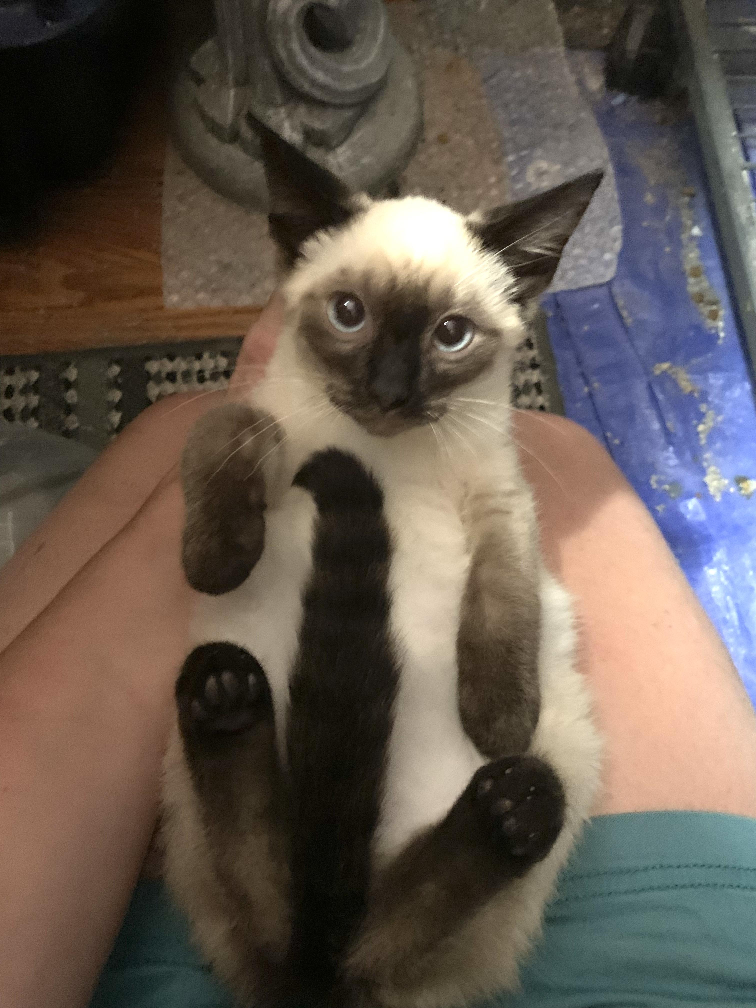 Clover, Adopted, Young Male Domestic Short Hair.