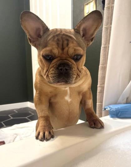 SWEET TATER, a ADOPTABLE French Bulldog in Bonney Lake, WA image 3/3