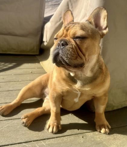 SWEET TATER, a ADOPTABLE French Bulldog in Bonney Lake, WA image 2/3