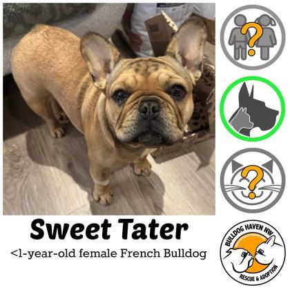 SWEET TATER, ADOPTABLE, Young Female French Bulldog.