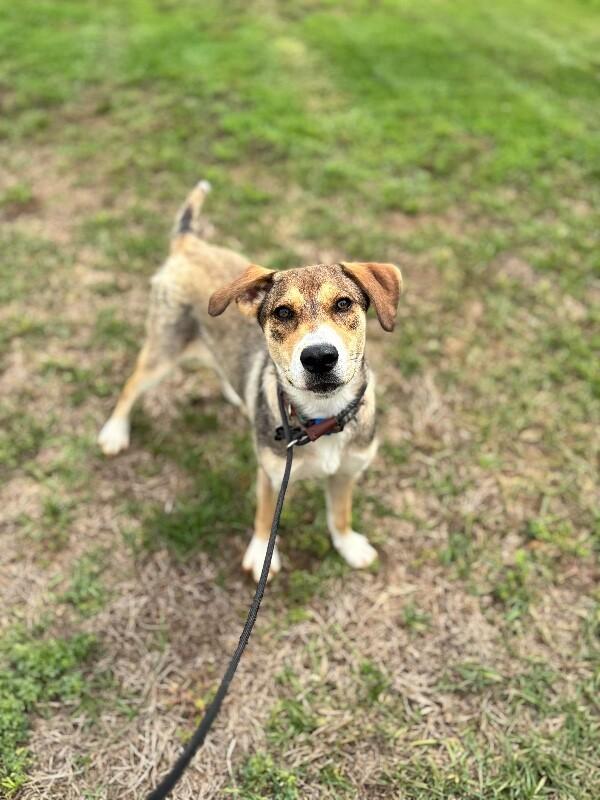 Ila, a Adoptable mixed breed in Berkeley Heights, NJ image 2/6