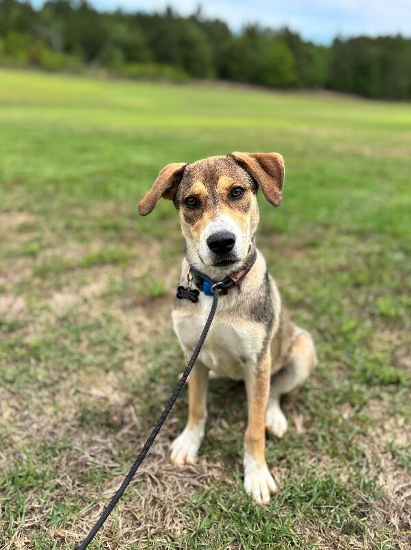 Ila, a Adoptable mixed breed in Berkeley Heights, NJ image 3/6