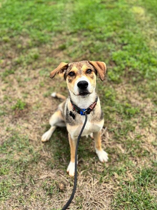 Ila, a Adoptable mixed breed in Berkeley Heights, NJ image 4/6