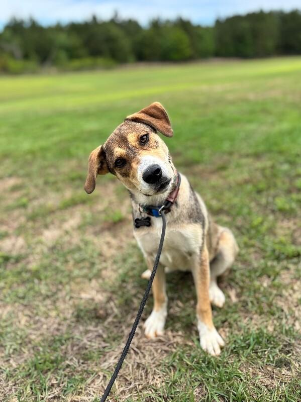 Ila, a Adoptable mixed breed in Berkeley Heights, NJ image 5/6