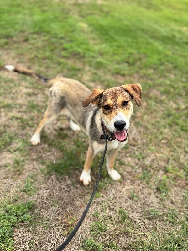 Ila, a Adoptable mixed breed in Berkeley Heights, NJ image 6/6