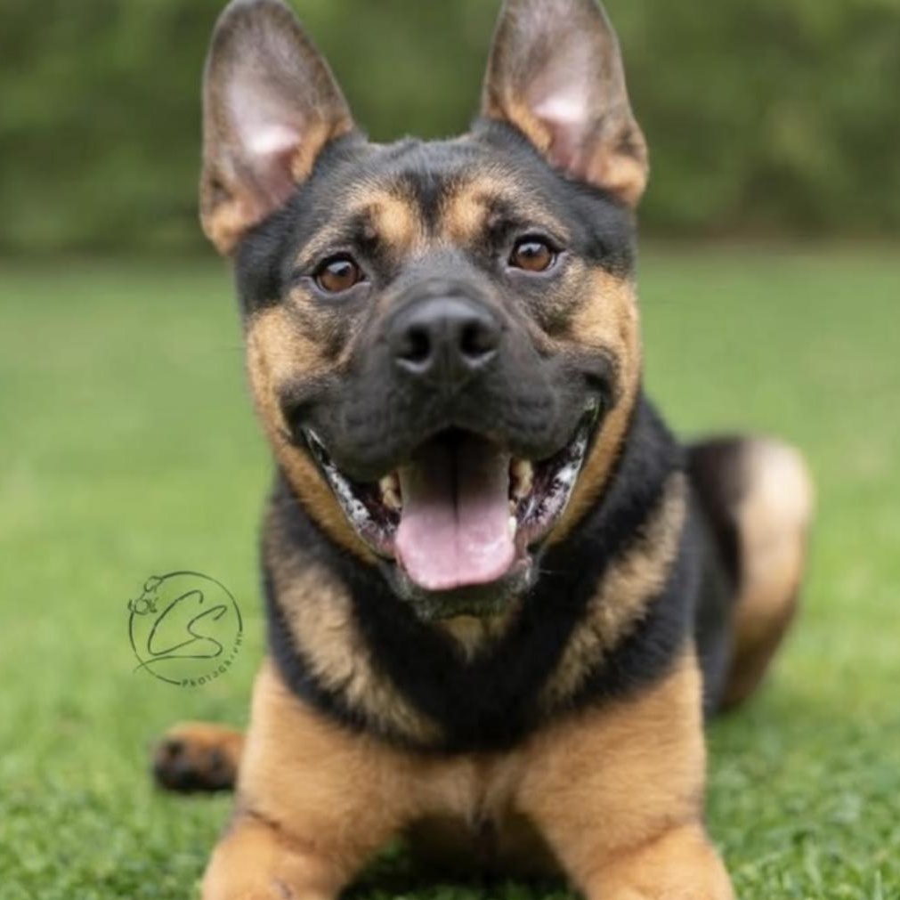 Milo - The smartest, funniest little ball of joy, an adoptable mixed breed in Los Angeles, CA image 1/6