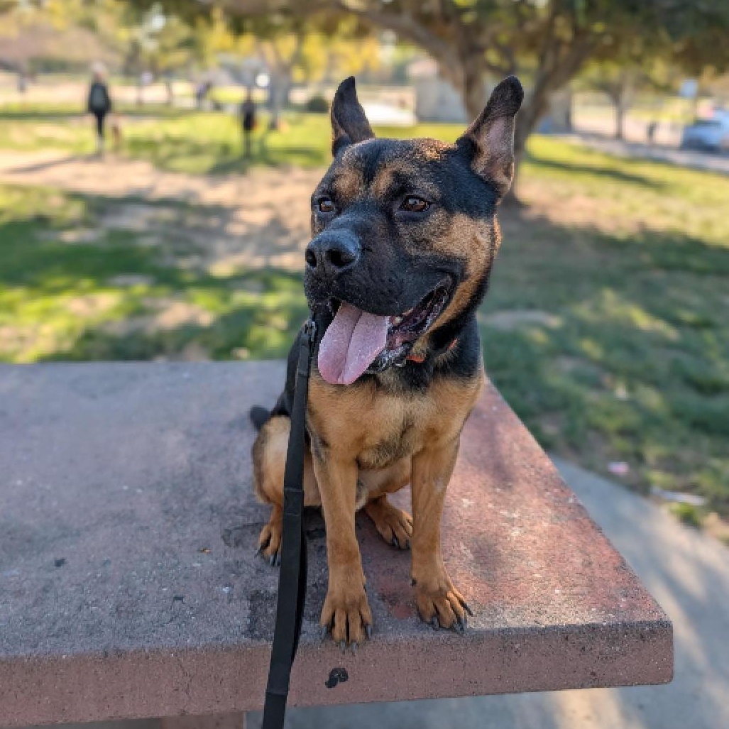 Milo - The smartest, funniest little ball of joy, an adoptable mixed breed in Los Angeles, CA image 6/6