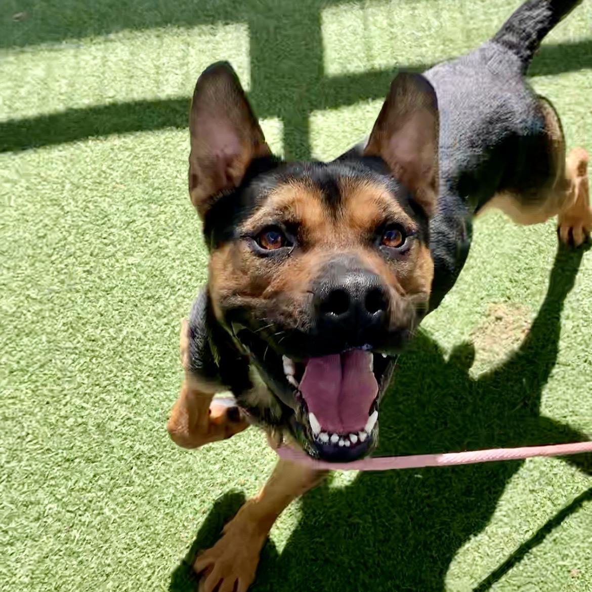Milo - The smartest, funniest little ball of joy, an adoptable mixed breed in Los Angeles, CA image 3/6