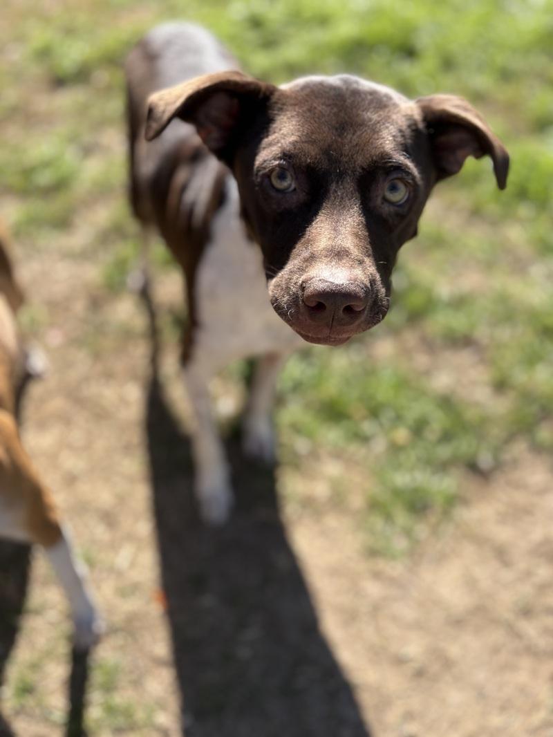 Blue, Adult Male Australian Cattle Dog / Blue Heeler