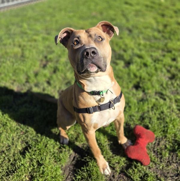 Burrito, Adoptable, Adult Male Pit Bull Terrier.