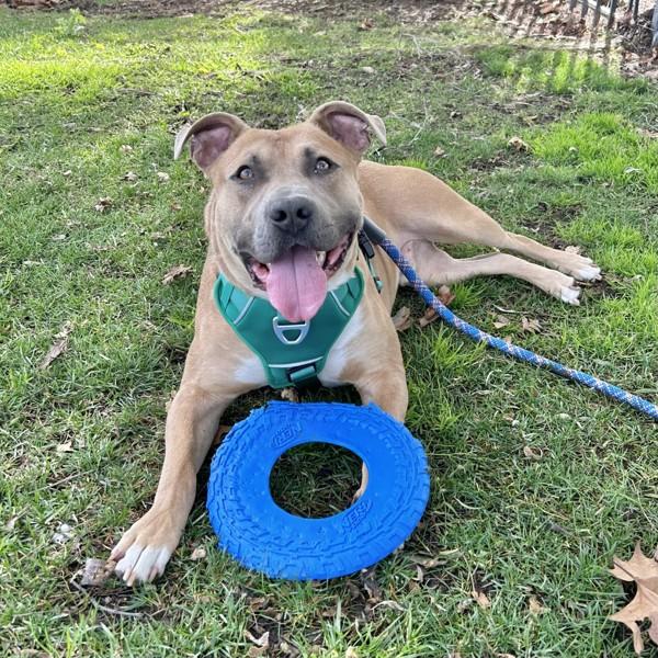 Burrito, a Adoptable mixed breed in Dublin, CA image 2/6