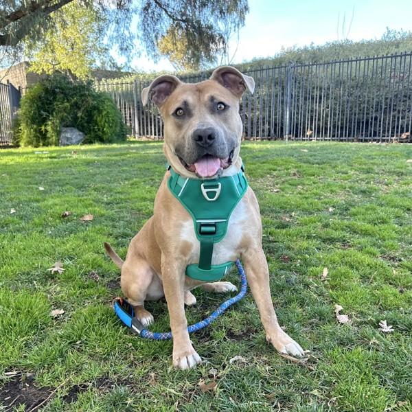 Burrito, a Adoptable mixed breed in Dublin, CA image 3/6