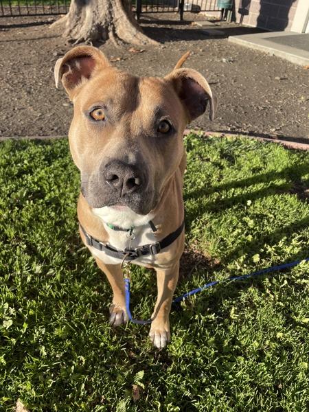 Burrito, a Adoptable mixed breed in Dublin, CA image 4/6