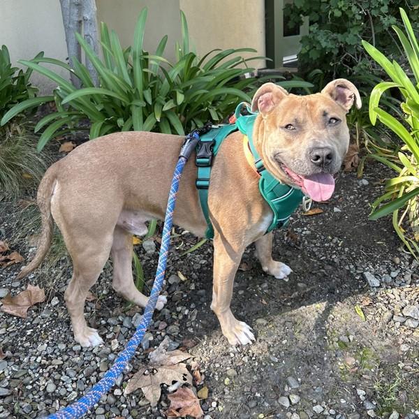 Burrito, a Adoptable mixed breed in Dublin, CA image 5/6