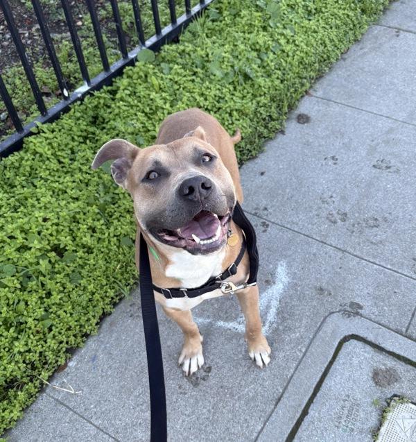 Burrito, a Adoptable mixed breed in Dublin, CA image 6/6