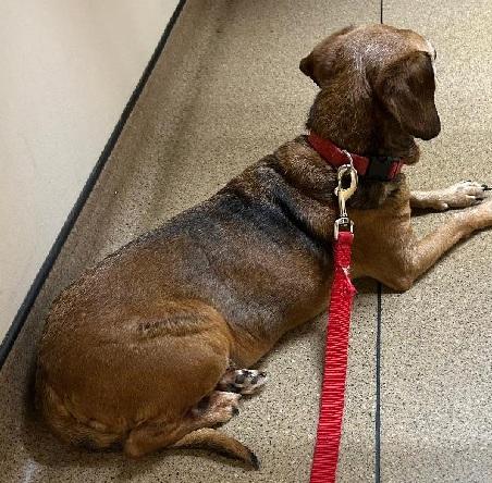 MOLLY WOGGINS, a ADOPTABLE mixed breed in Georgetown, KY image 2/3