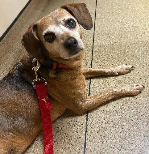 MOLLY WOGGINS, a ADOPTABLE mixed breed in Georgetown, KY image 1/3
