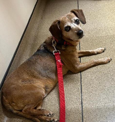MOLLY WOGGINS, a ADOPTABLE mixed breed in Georgetown, KY image 3/3