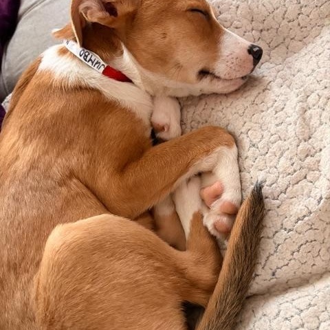 Jumbo, adopted, Puppy Male Mixed Breed & Border Collie.