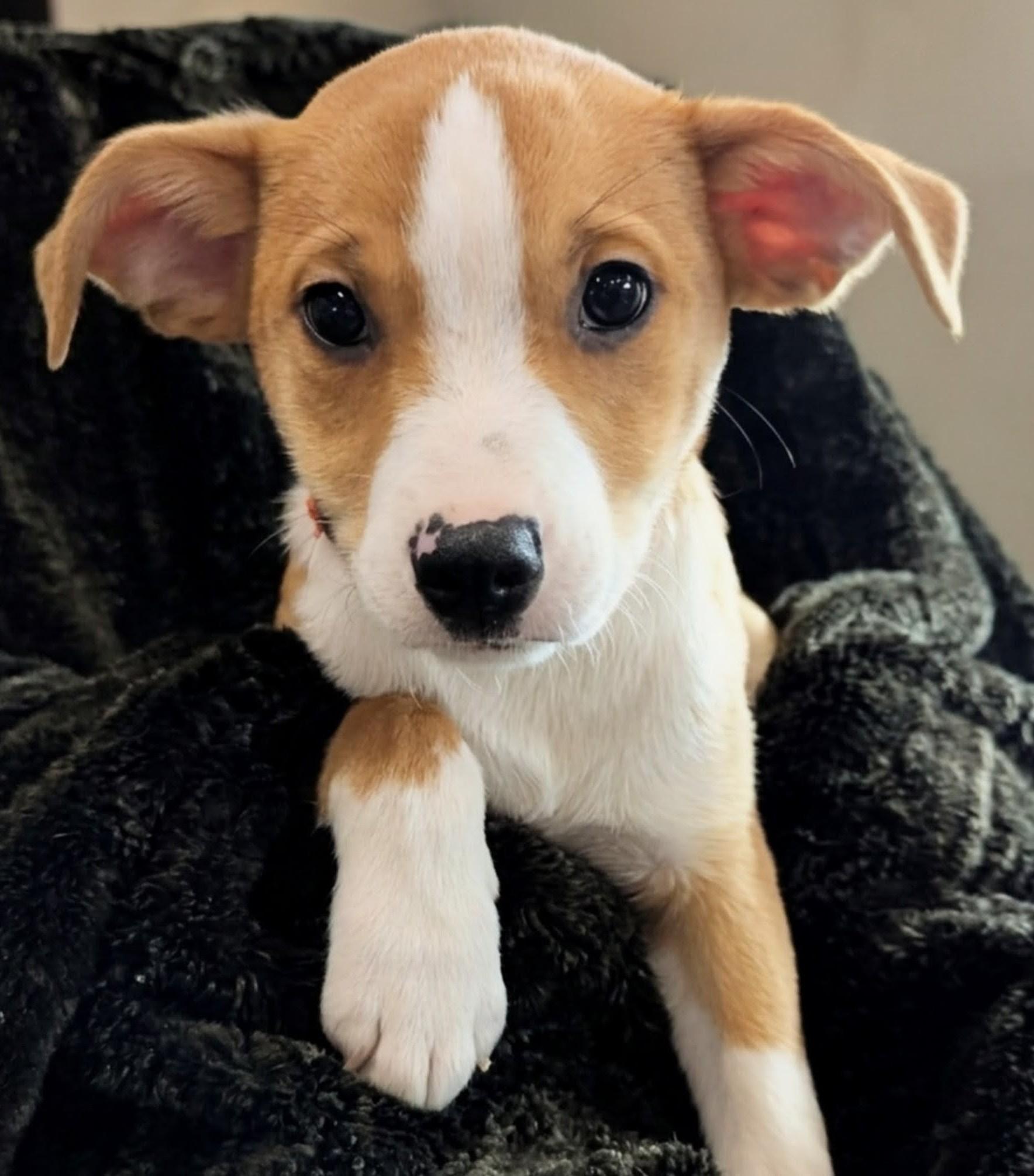 Enlarge Jumbo, an adopted mixed breed in South Portland, ME image 4/6
