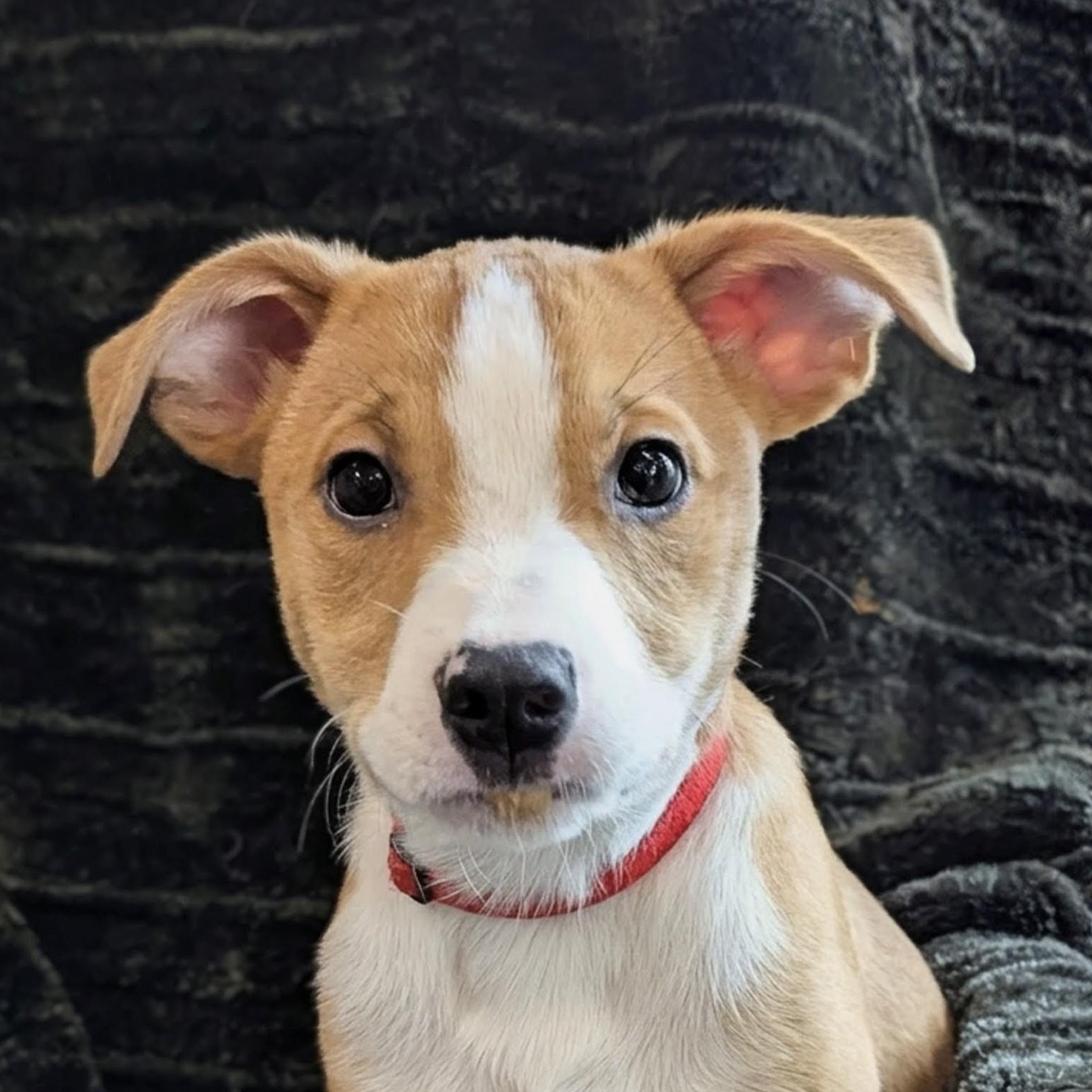 Enlarge Jumbo, an adopted mixed breed in South Portland, ME image 5/6