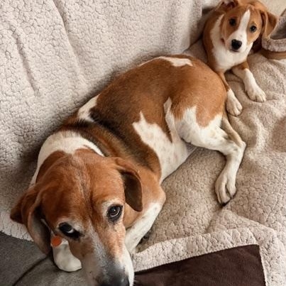 Enlarge Jumbo, an adopted mixed breed in South Portland, ME image 3/6