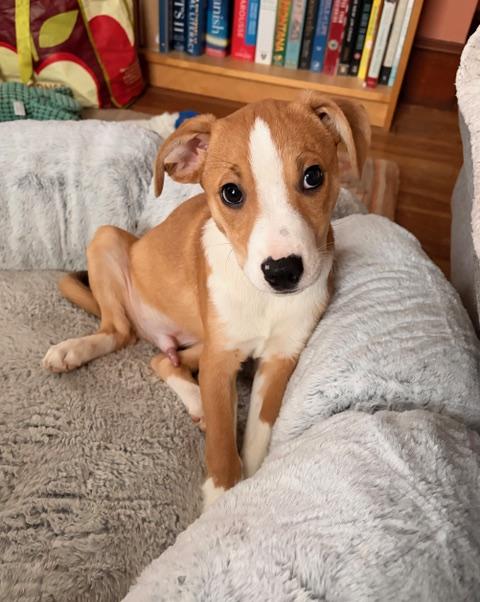 Enlarge Jumbo, an adopted mixed breed in South Portland, ME image 2/6