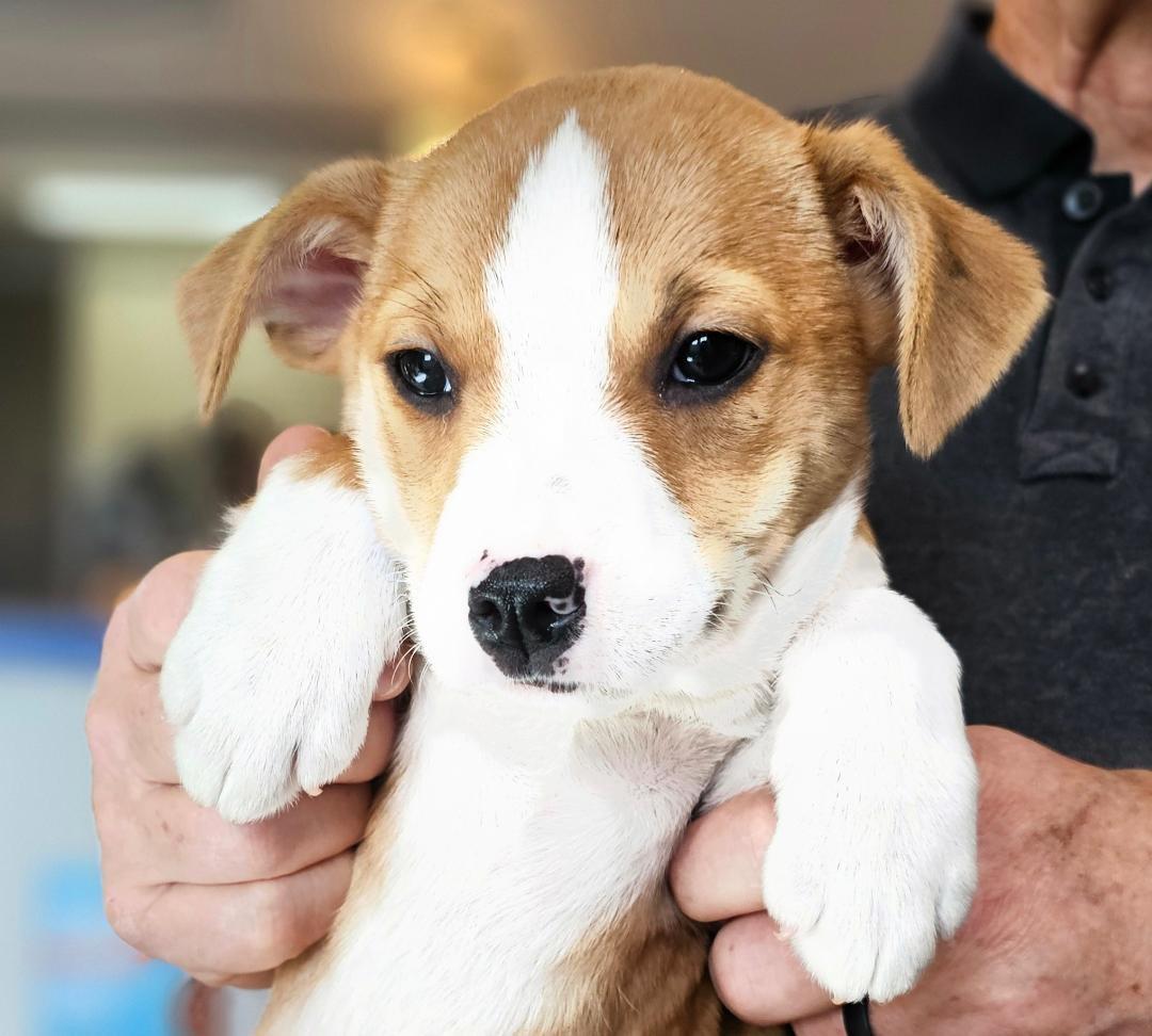 Enlarge Jumbo, an adopted mixed breed in South Portland, ME image 6/6