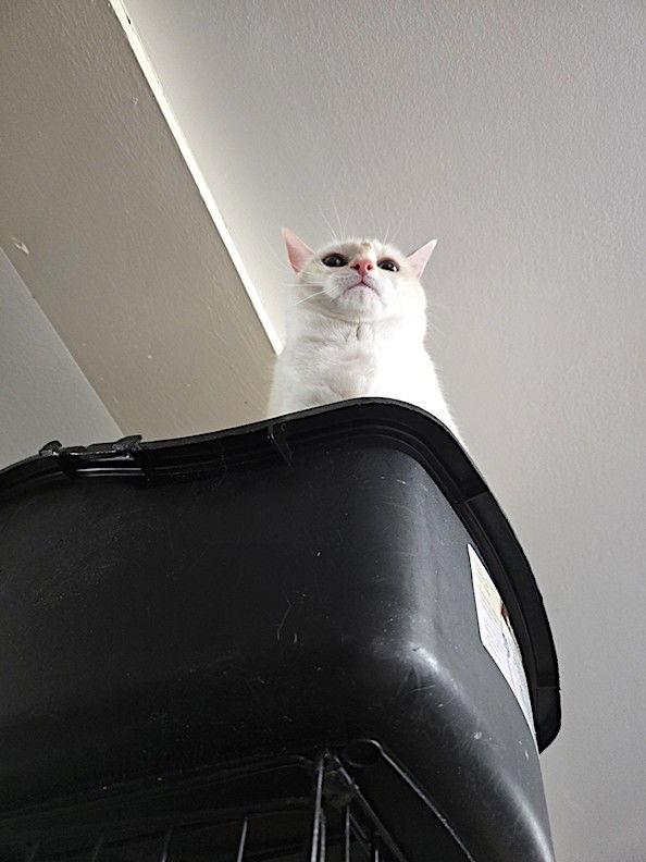 Enlarge Nala, a Adoptable mixed breed in Albemarle, NC image 2/3