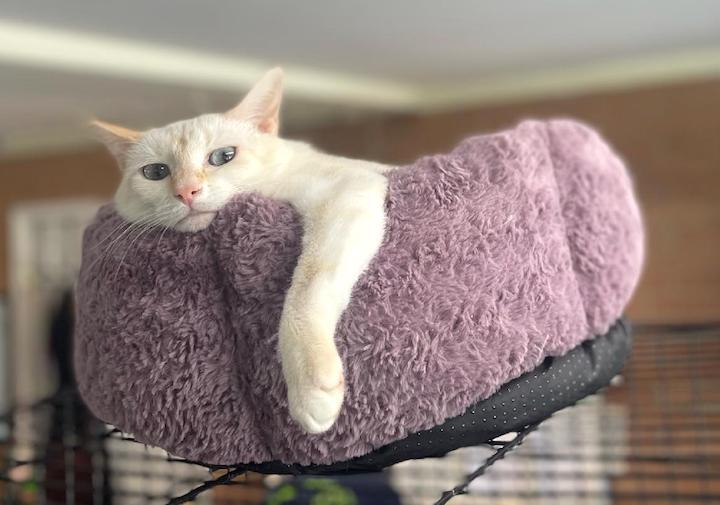 Enlarge Nala, a Adoptable mixed breed in Albemarle, NC image 3/3