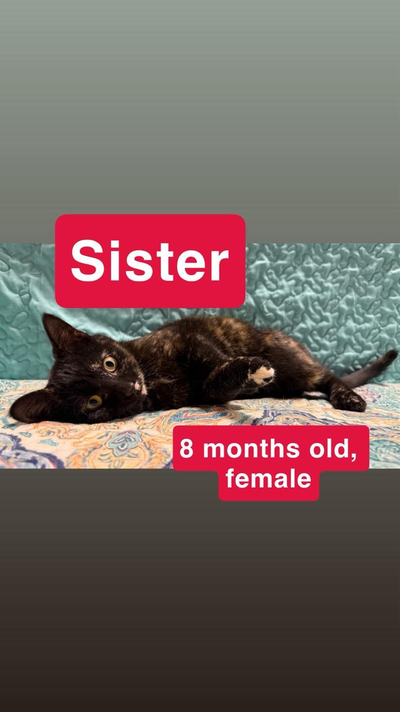 Enlarge Sister, a Adoptable Domestic Short Hair in Winchester, IN image 1/1